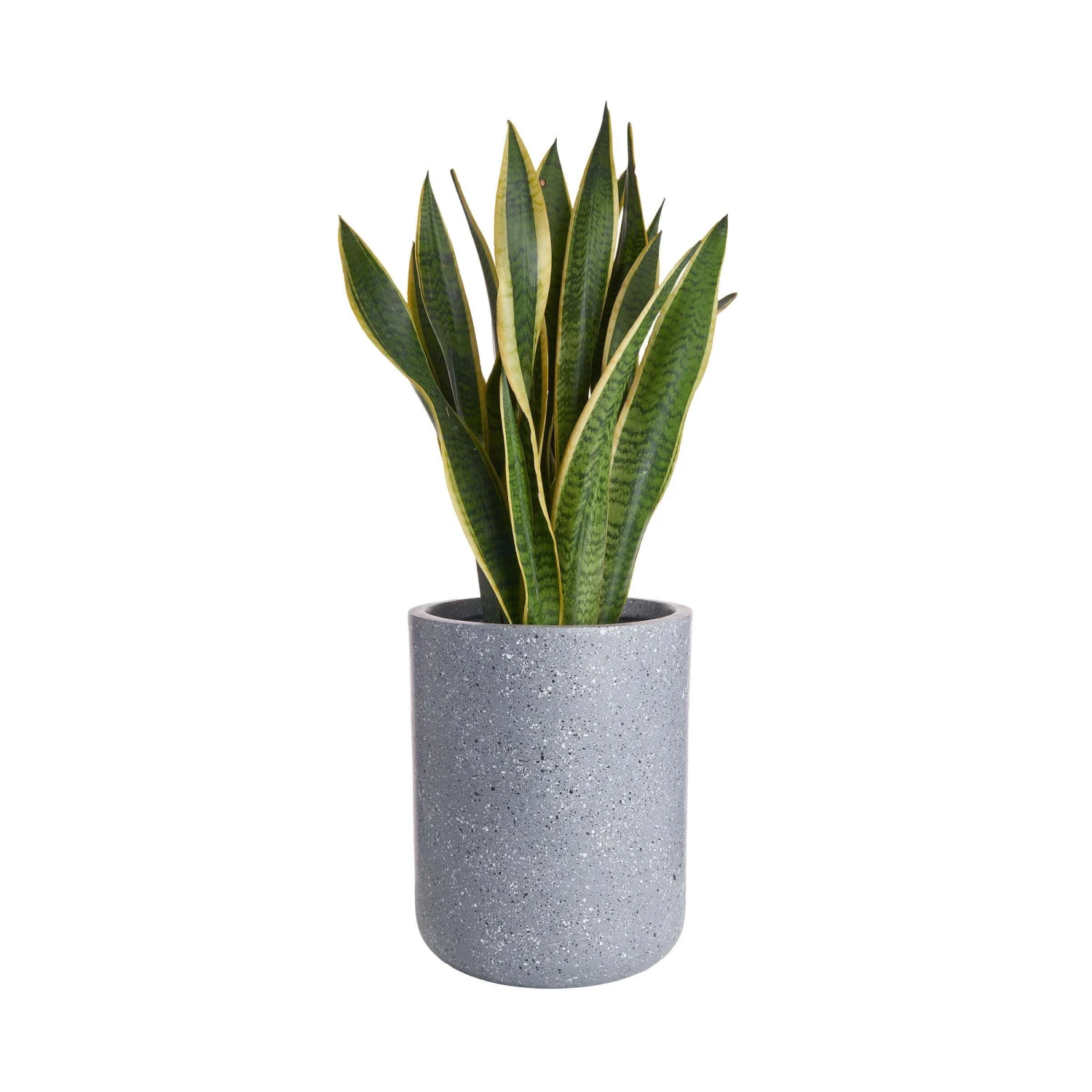 Pflanztopf Outdoor Höhe 32cm CONCRETE In Grau 3 Pflanztopf Outdoor Höhe 32cm CONCRETE In Grau - Image 3