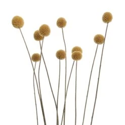 Trockenblumen Craspedia Länge 70cm FLOWER MARKET In Gelb 8 Trockenblumen Craspedia Länge 70cm FLOWER MARKET In Gelb -Butlers butlers trockenblumen craspedia lange 70cm flower market in gelb 3